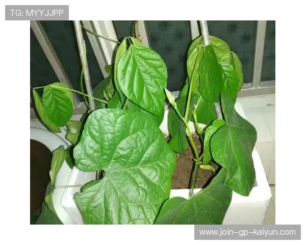 球员进球后在角旗区种下一颗魔豆，藤蔓瞬间长到天上直通巨人城堡